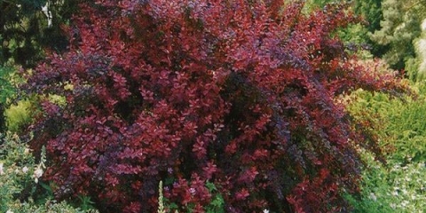 Pravilna sadnja i njega žutika ottawa